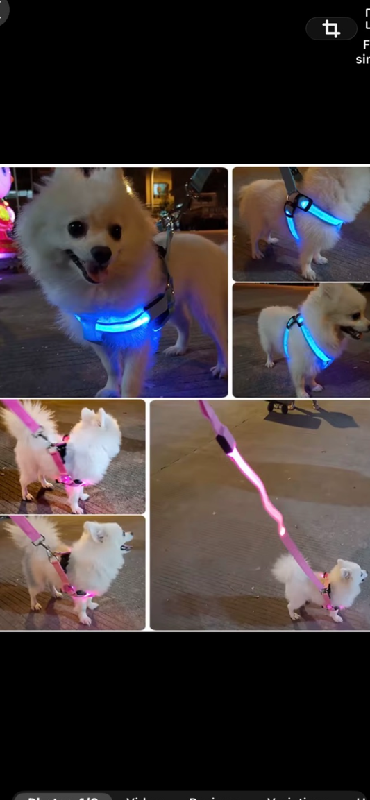 LED dog leash