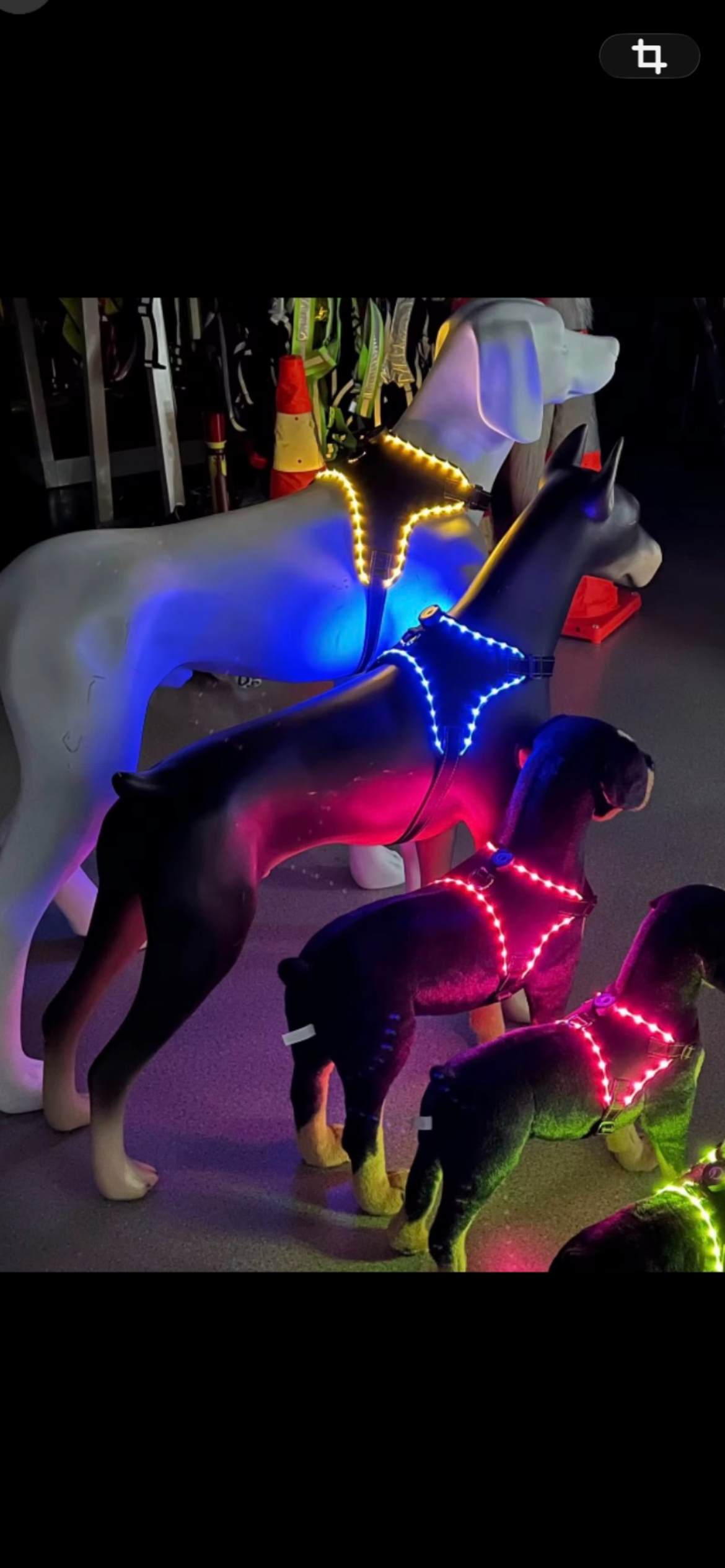 LED dog leash