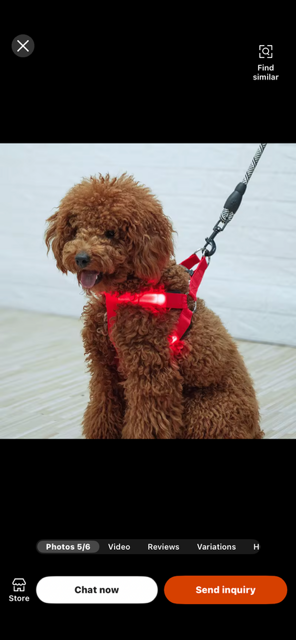 Halo-dog led rechargeable leash & Harness combined.