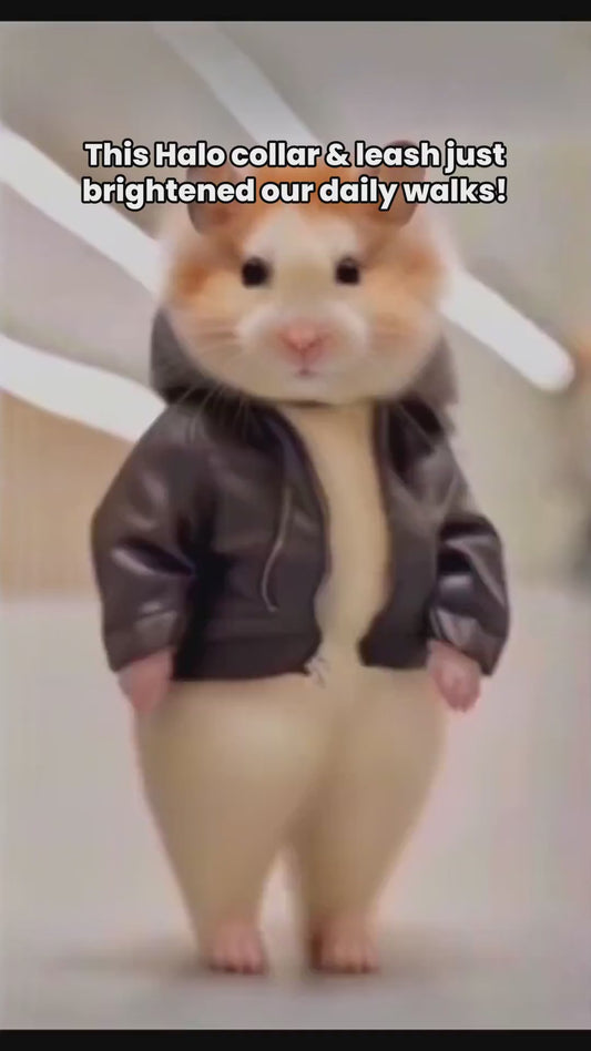 Hako Humor Video 6